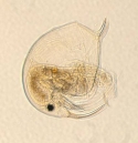 Zooplancton, Sinobosmina freyi, photo de Beatrix Beisner