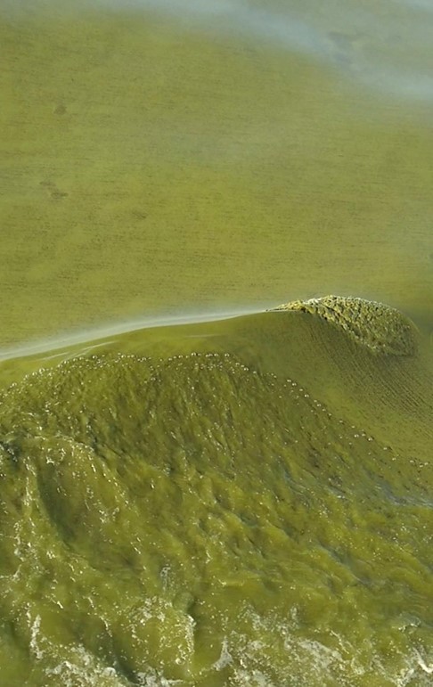 Les vagues vertes du Lac Winnipeg pendant une efflorescence algale DannyGedig1