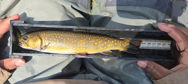 A living thermometer for our streams. Image1-SD