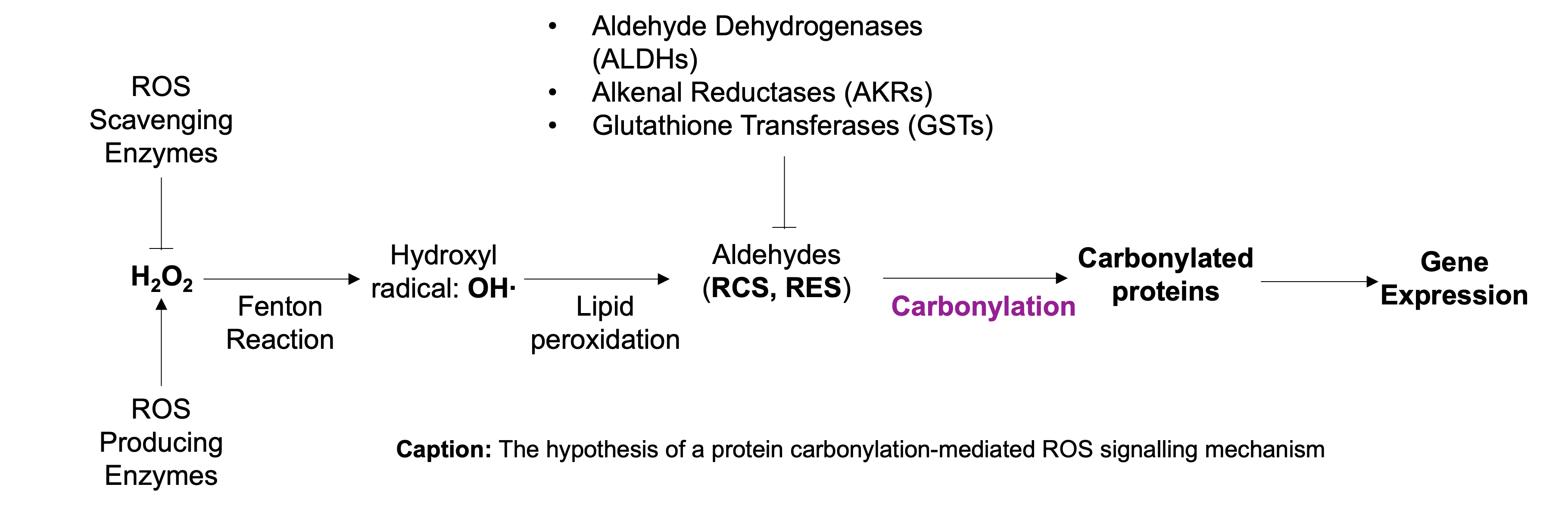 Hypothesis of PCO-mediated ROS signalling
