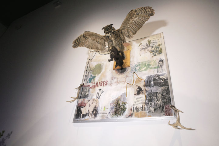 hibou toile contre plongée. -petit