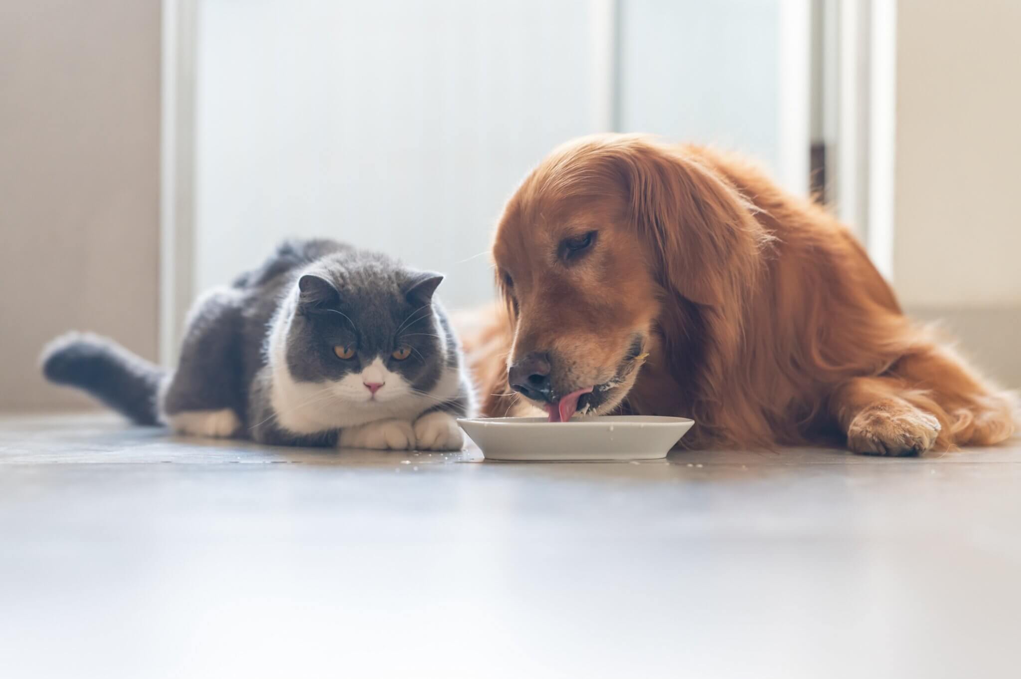 Ligne de production de Bio Biscuit Inc.