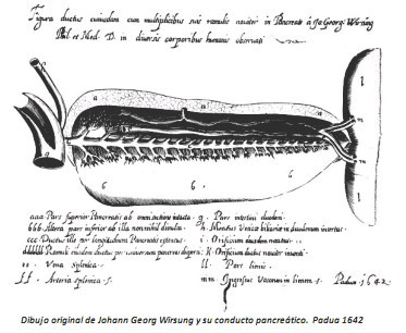 225 wirsung