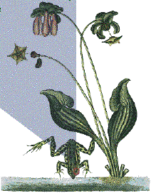 Page frontispice Icono botanique