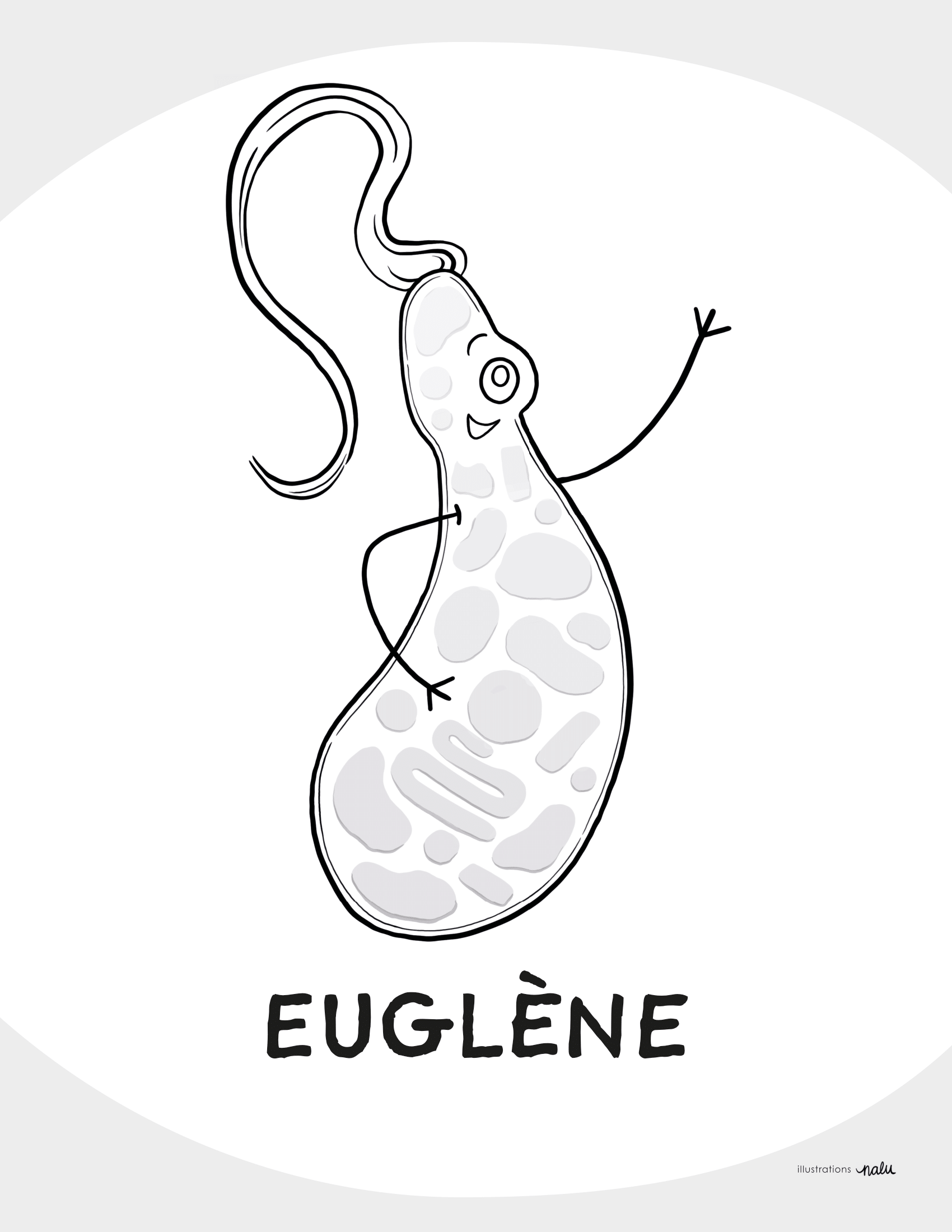 01_euglena