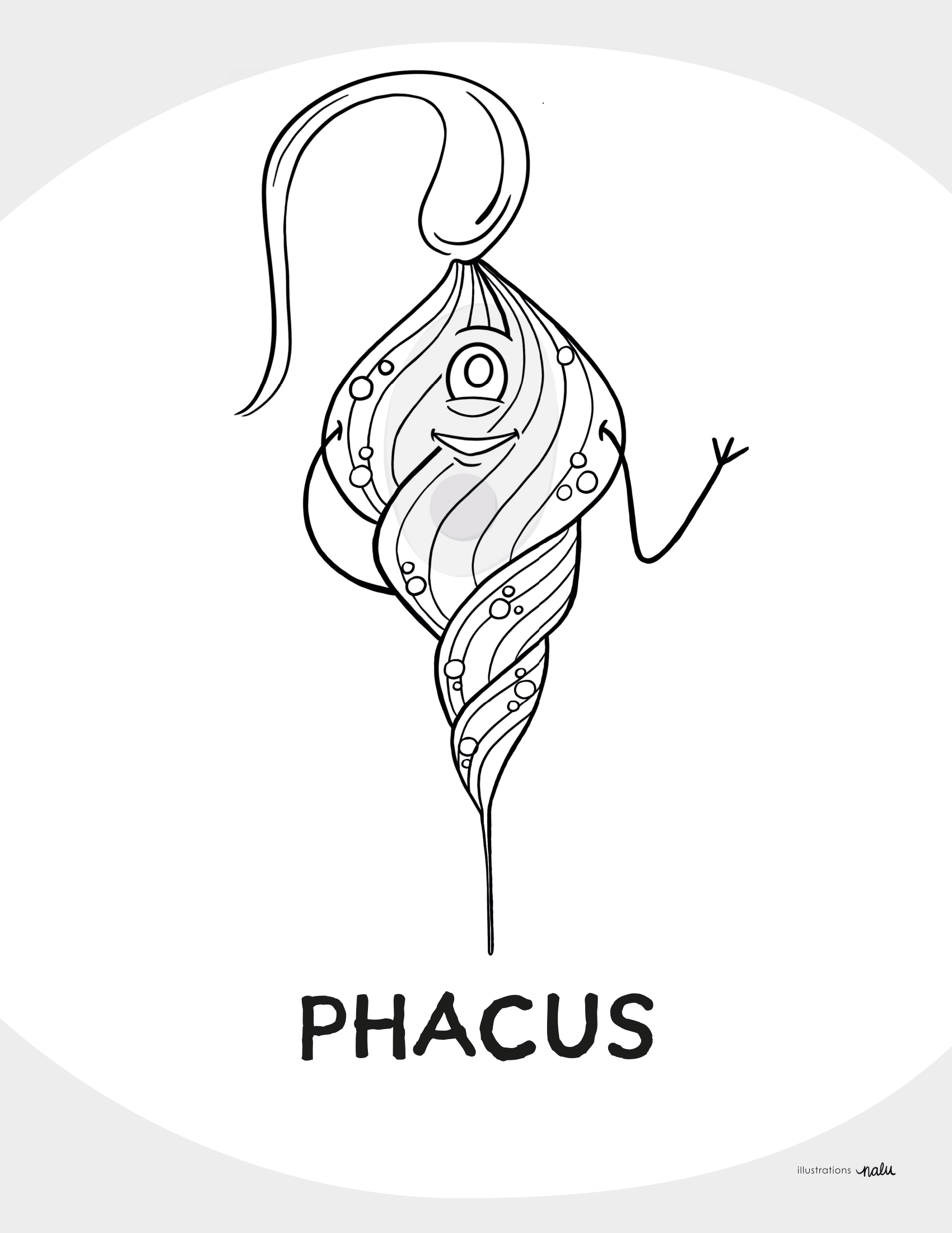 02_phacus