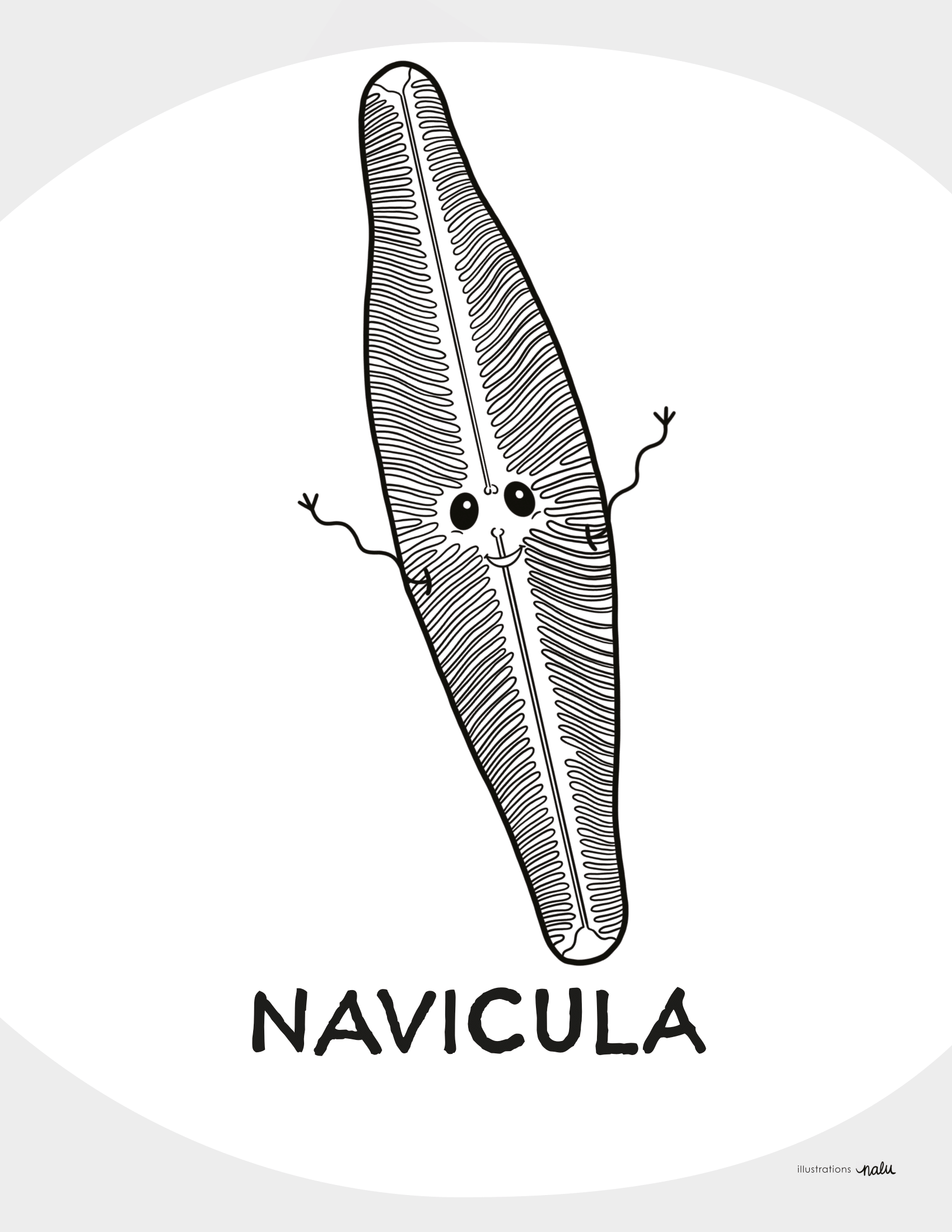 06_navicula