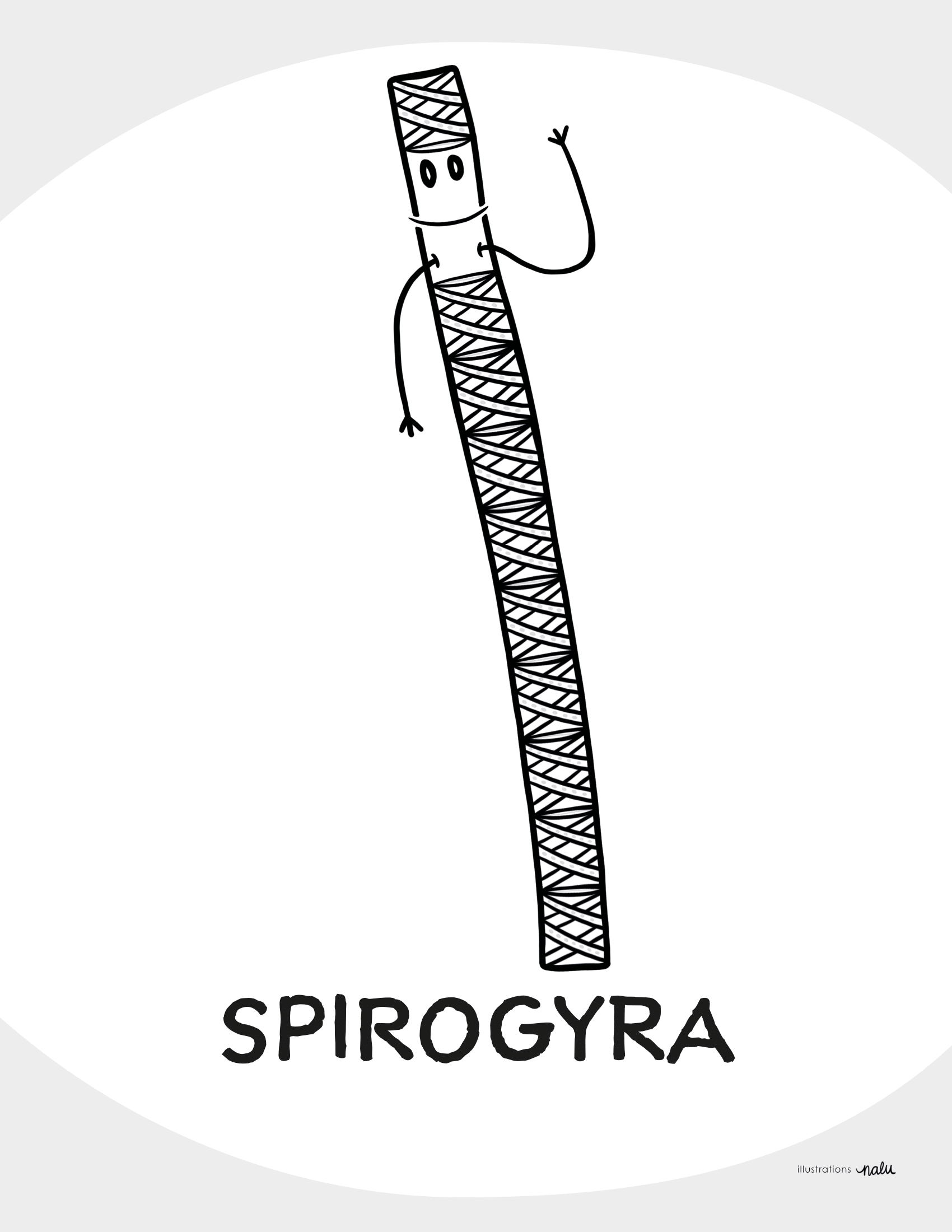 03_spirogyra
