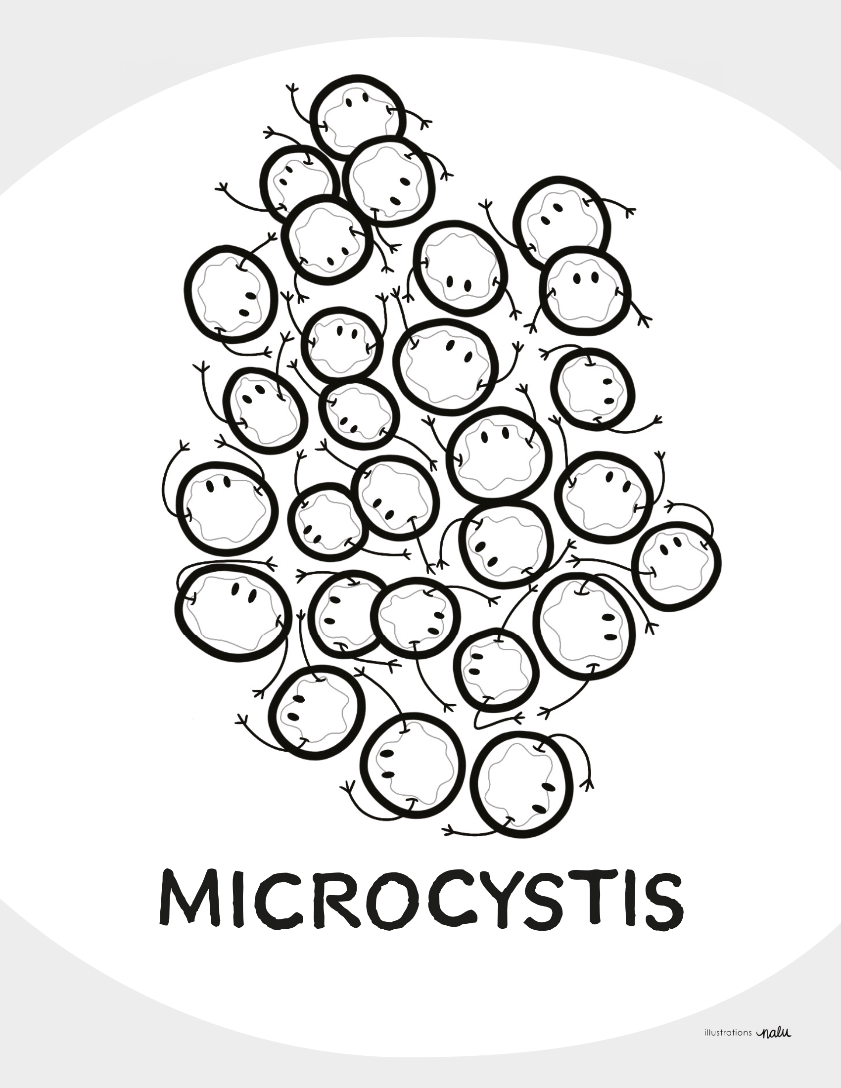 05_microcystis