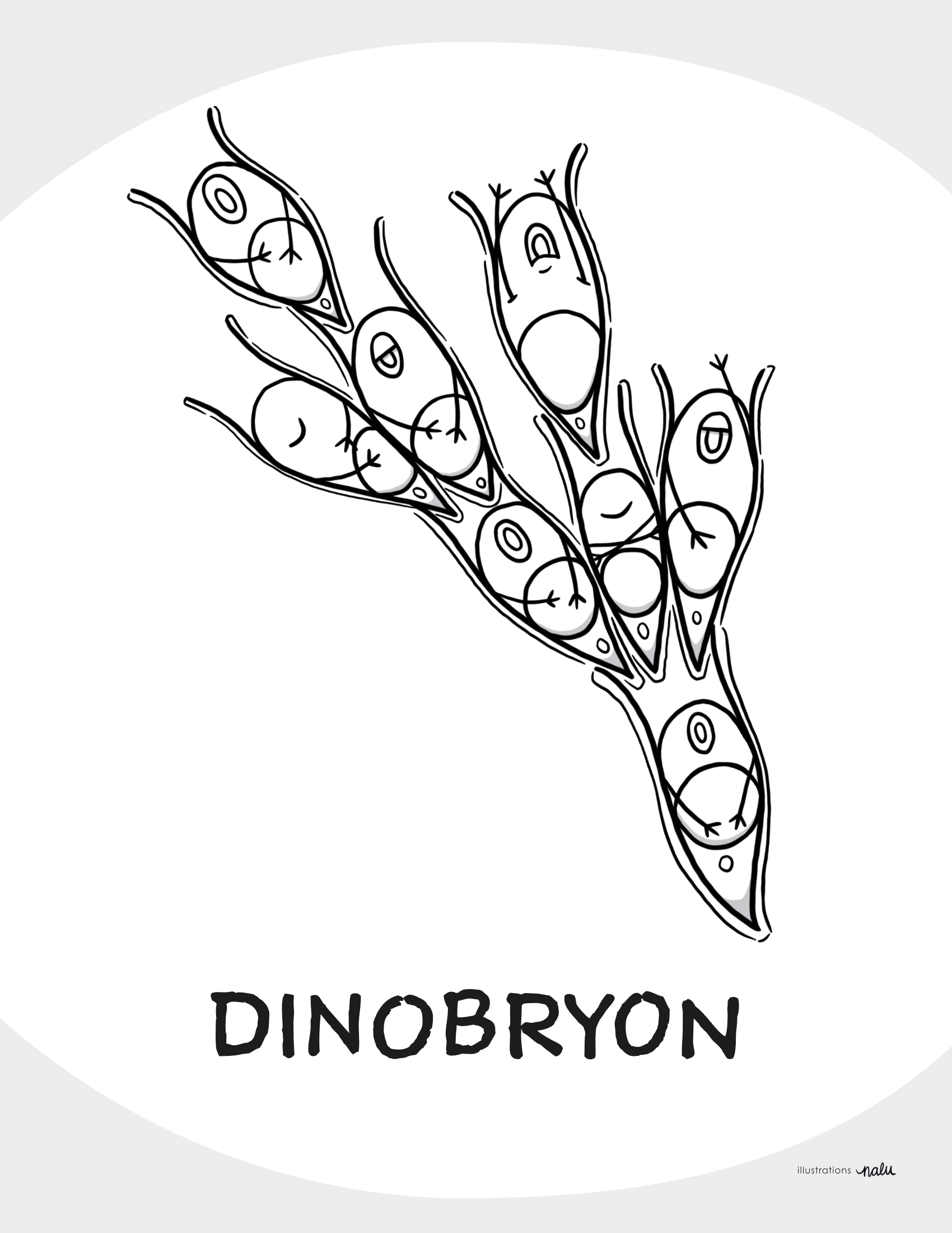 09_dinobryon