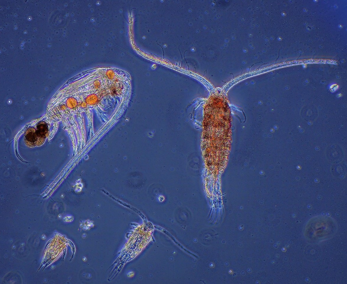 Copepode
